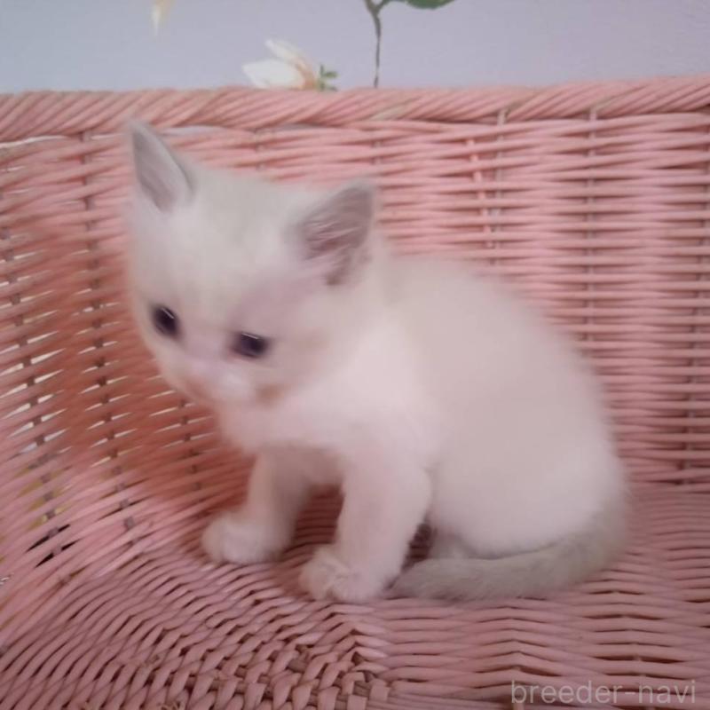 販売中の大阪府のラグドール-136922の12枚目