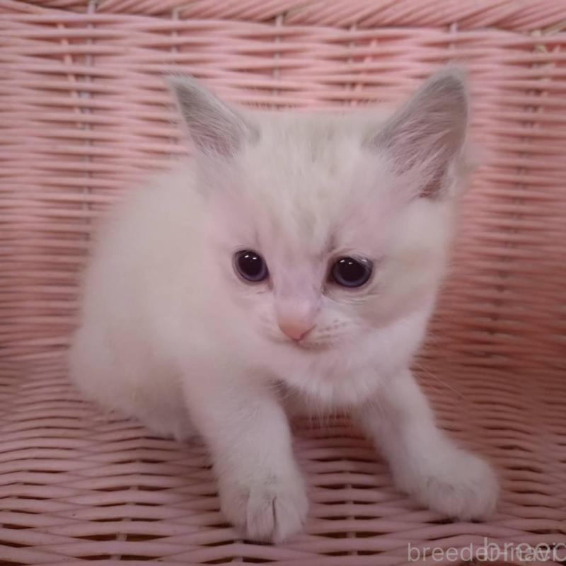 販売中の大阪府のラグドール-136922の11枚目