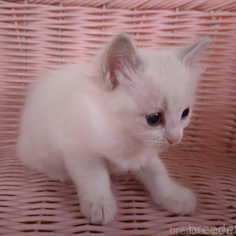 販売中の大阪府のラグドール-136922の10枚目