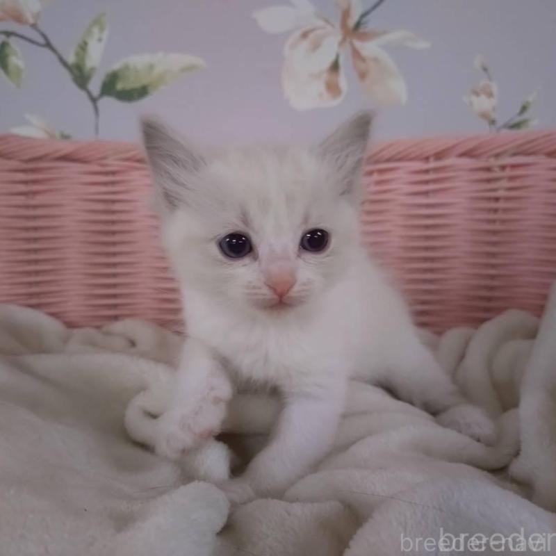 販売中の大阪府のラグドール-136922の8枚目