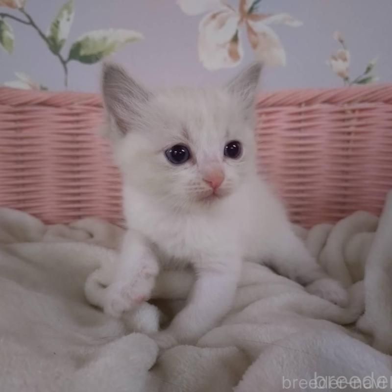 販売中の大阪府のラグドール-136922の7枚目