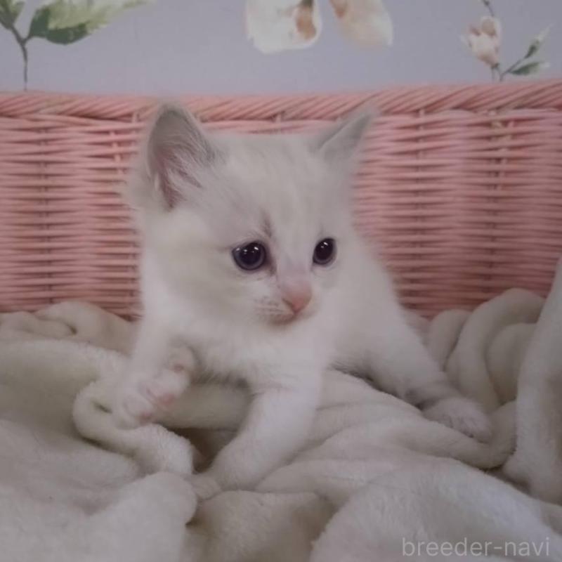 販売中の大阪府のラグドール-136922の6枚目