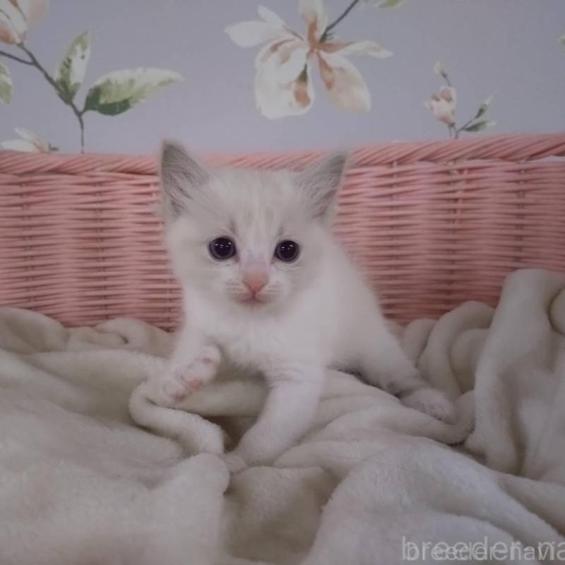 販売中の大阪府のラグドール-136922の5枚目