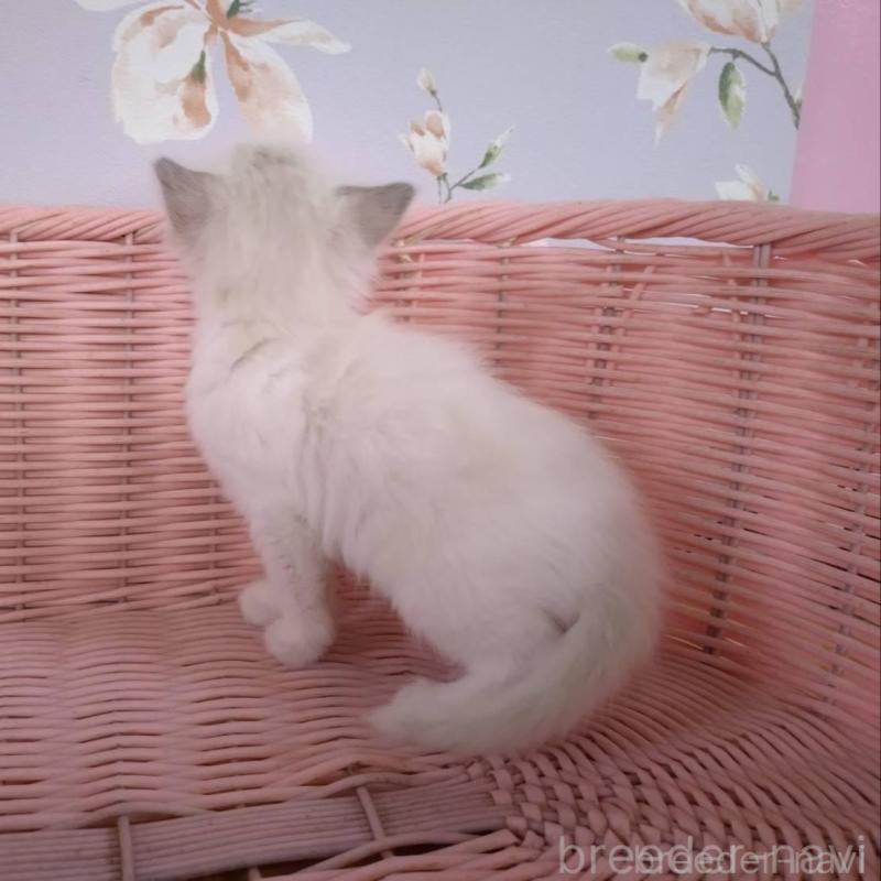 販売中の大阪府のラグドール-136922の3枚目