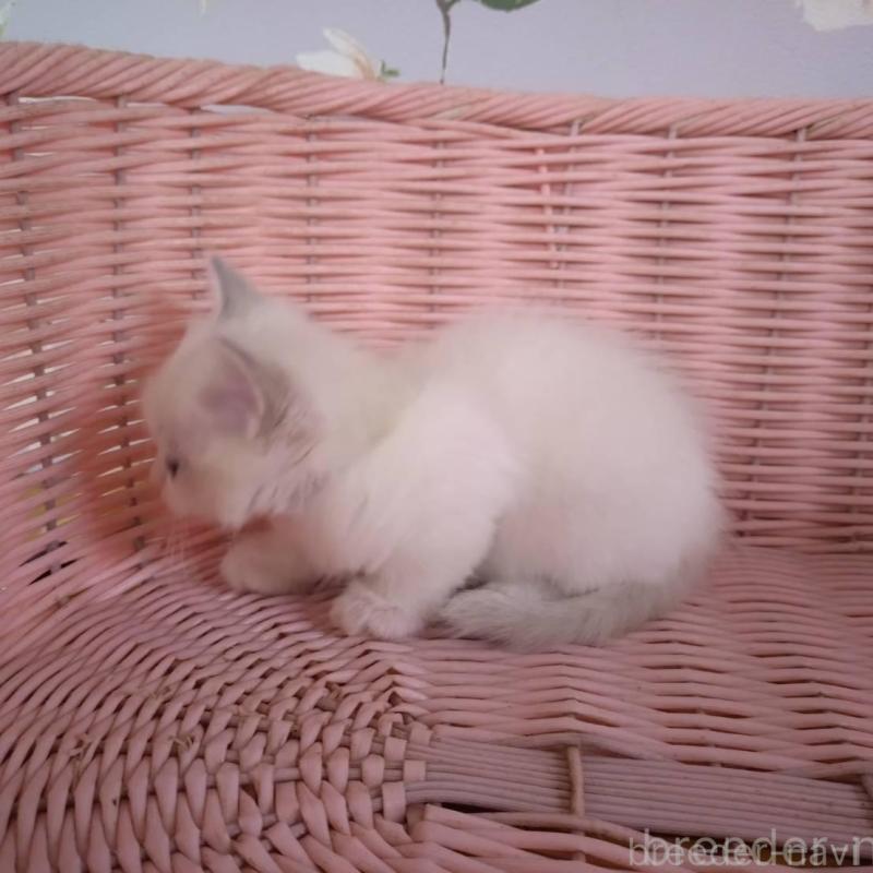 販売中の大阪府のラグドール-136922の2枚目