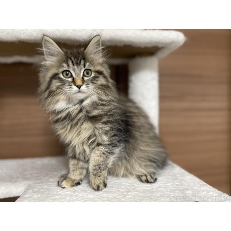 成約済の千葉県のサイベリアン-133941の6枚目