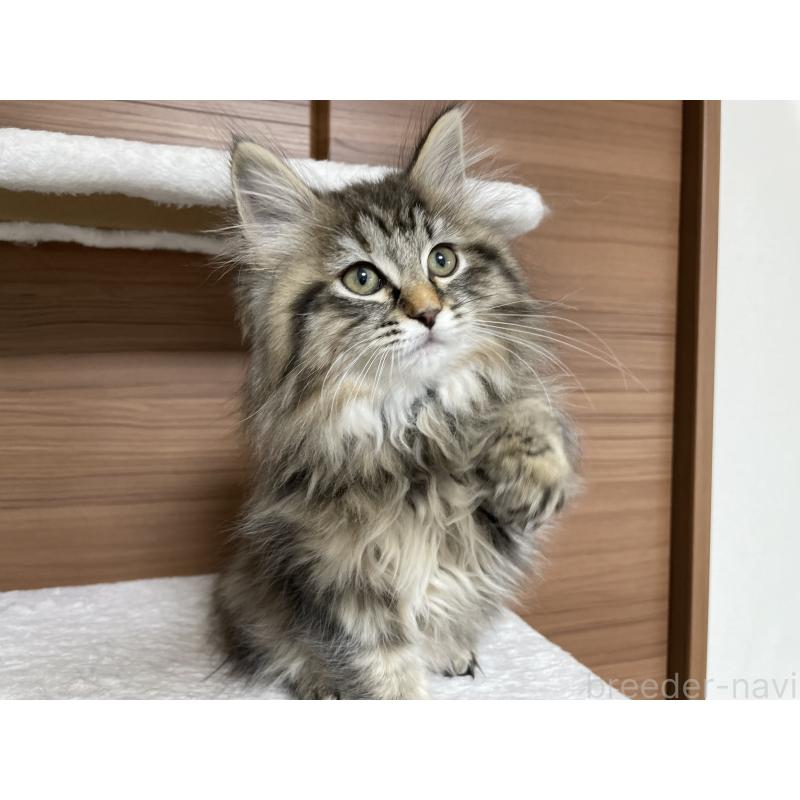 成約済の千葉県のサイベリアン-133941の5枚目