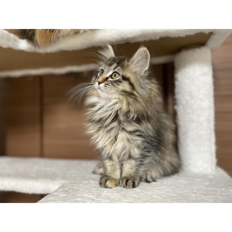 成約済の千葉県のサイベリアン-133941の4枚目