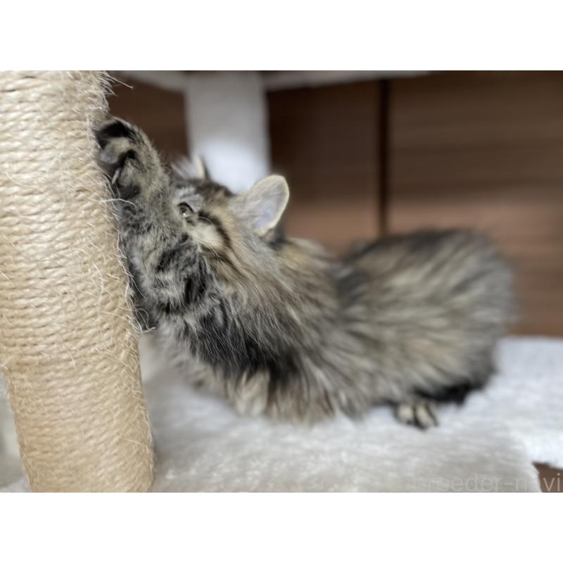 成約済の千葉県のサイベリアン-133941の3枚目