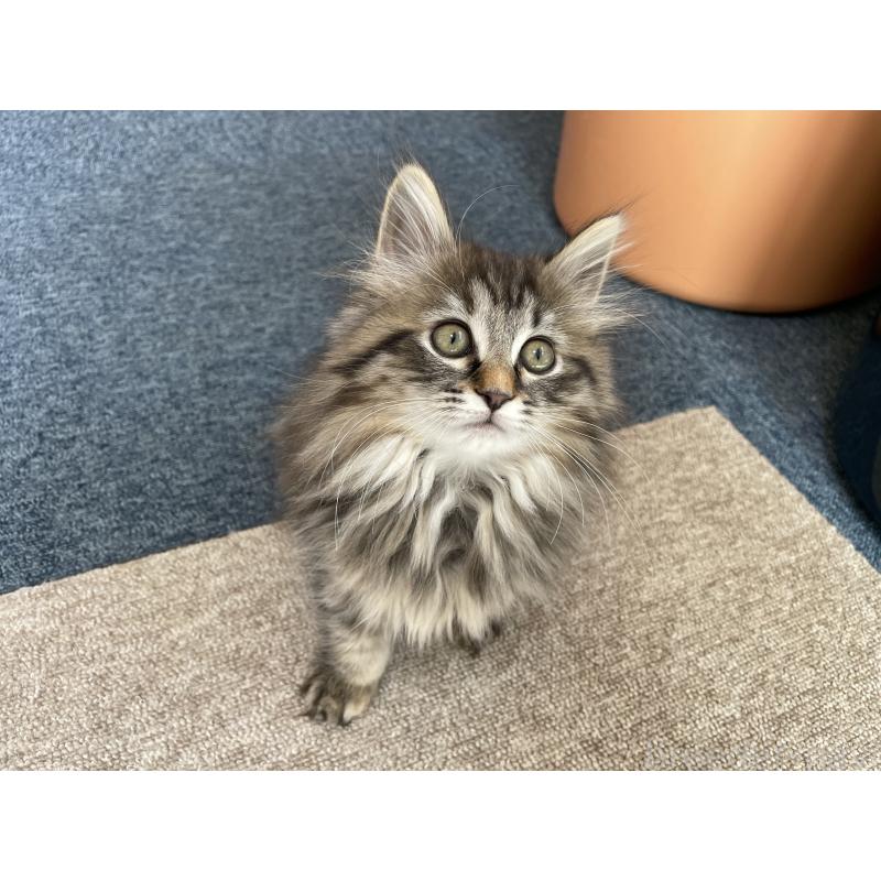 成約済の千葉県のサイベリアン-133941の2枚目