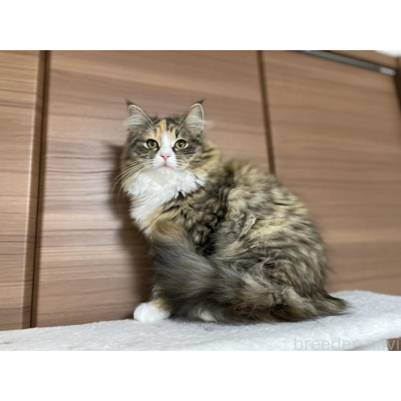 販売中の千葉県のサイベリアン-129137の12枚目