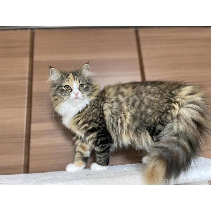 販売中の千葉県のサイベリアン-129137の11枚目