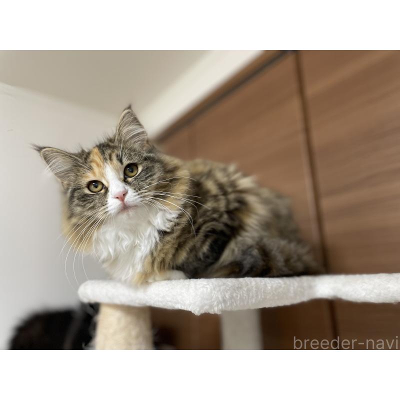 販売中の千葉県のサイベリアン-129137の10枚目