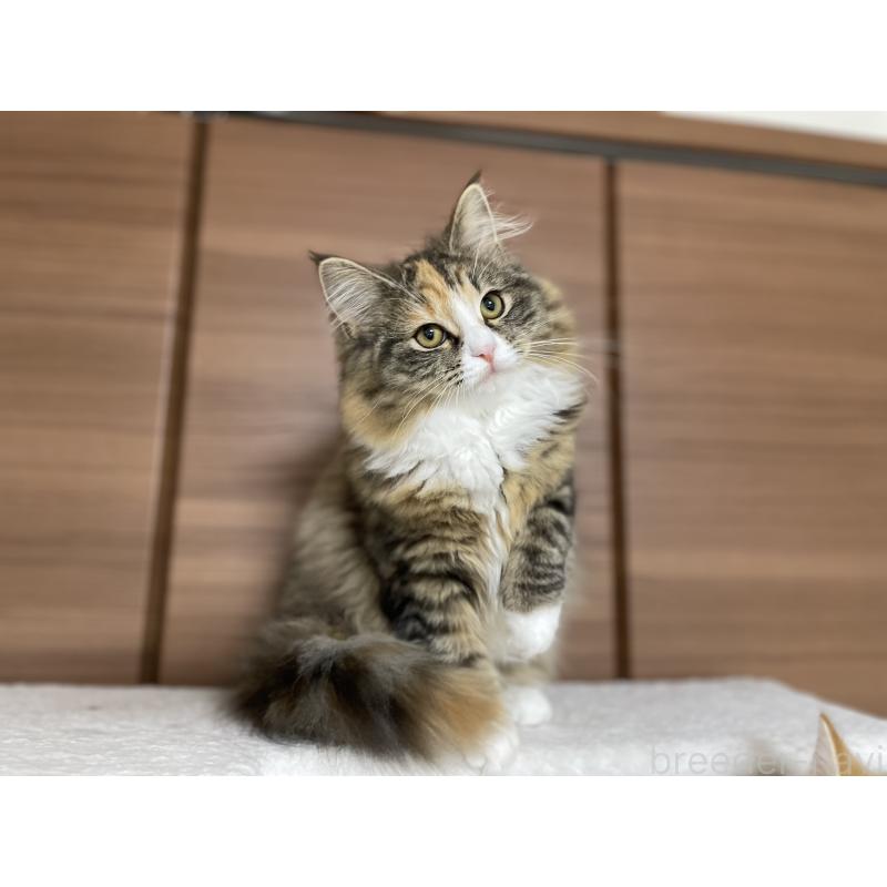 販売中の千葉県のサイベリアン-129137の7枚目