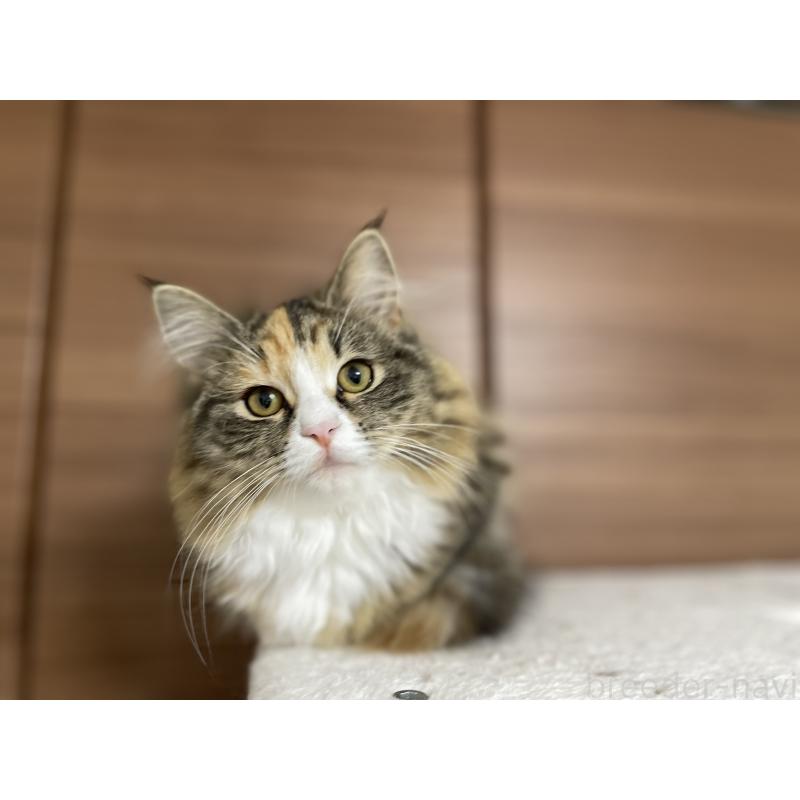 販売中の千葉県のサイベリアン-129137の6枚目