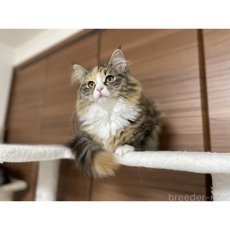 販売中の千葉県のサイベリアン-129137の5枚目