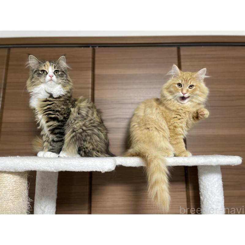 成約済の千葉県のサイベリアン-129142の6枚目