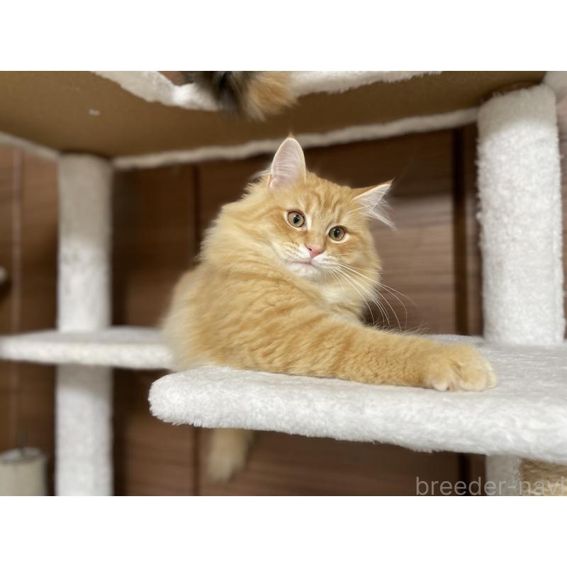 成約済の千葉県のサイベリアン-129142の5枚目