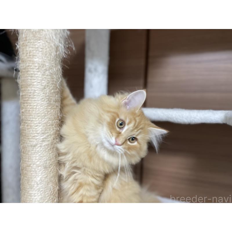 成約済の千葉県のサイベリアン-129142の4枚目