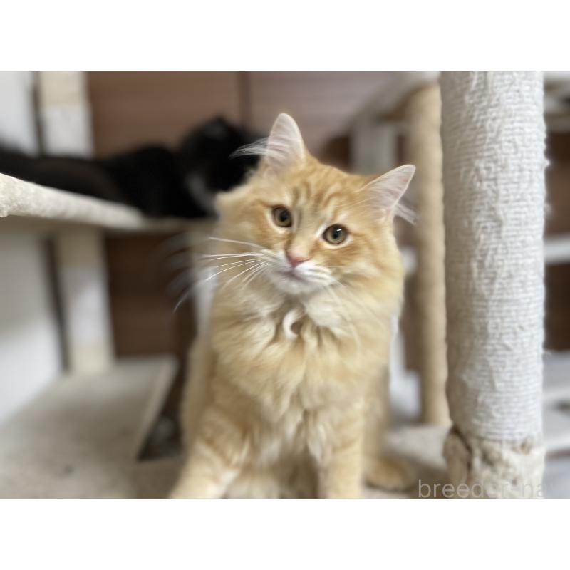 成約済の千葉県のサイベリアン-129142の3枚目