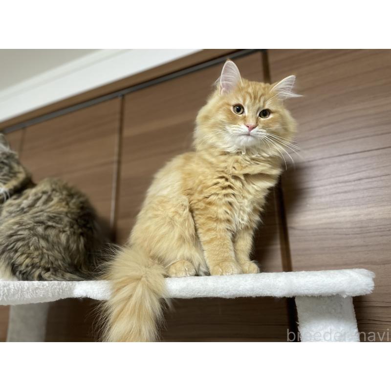 成約済の千葉県のサイベリアン-129142の2枚目