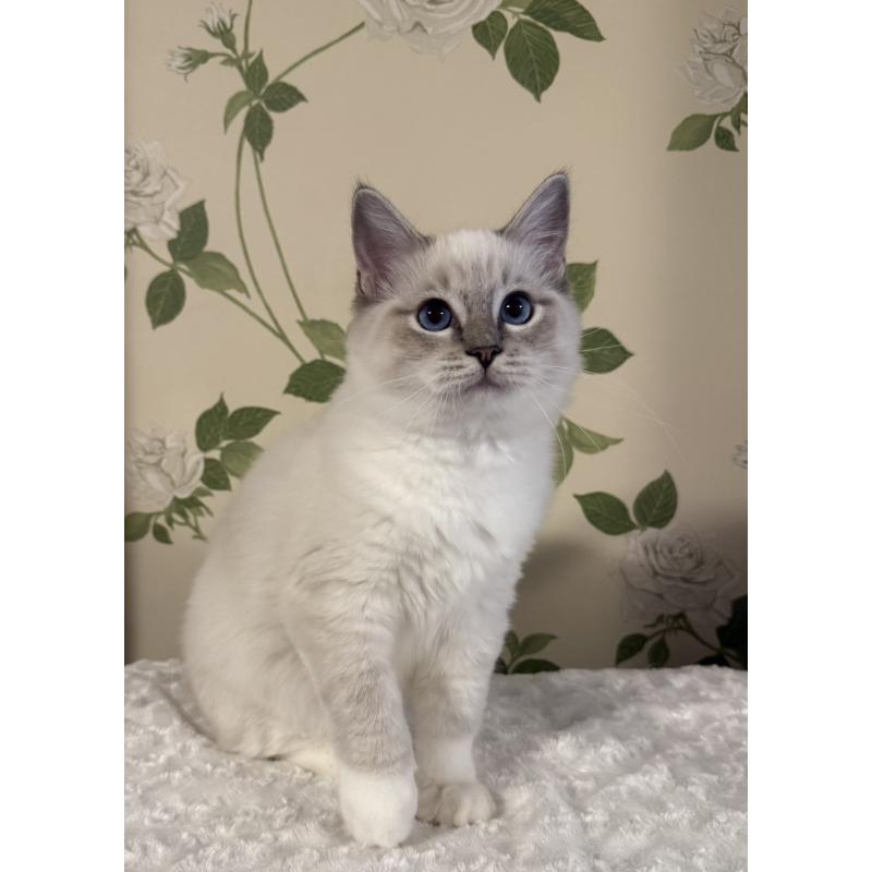 販売中の愛知県のラグドール-136923の8枚目