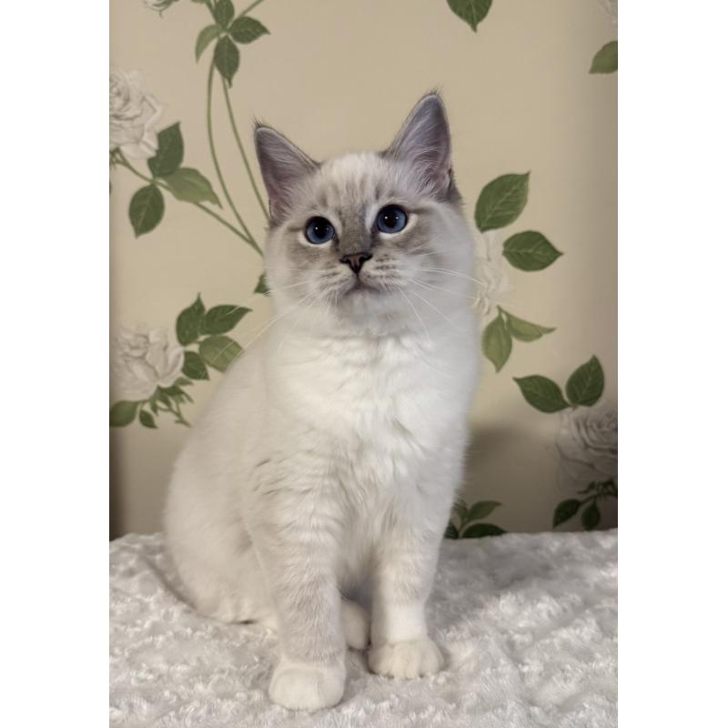 販売中の愛知県のラグドール-136923の7枚目