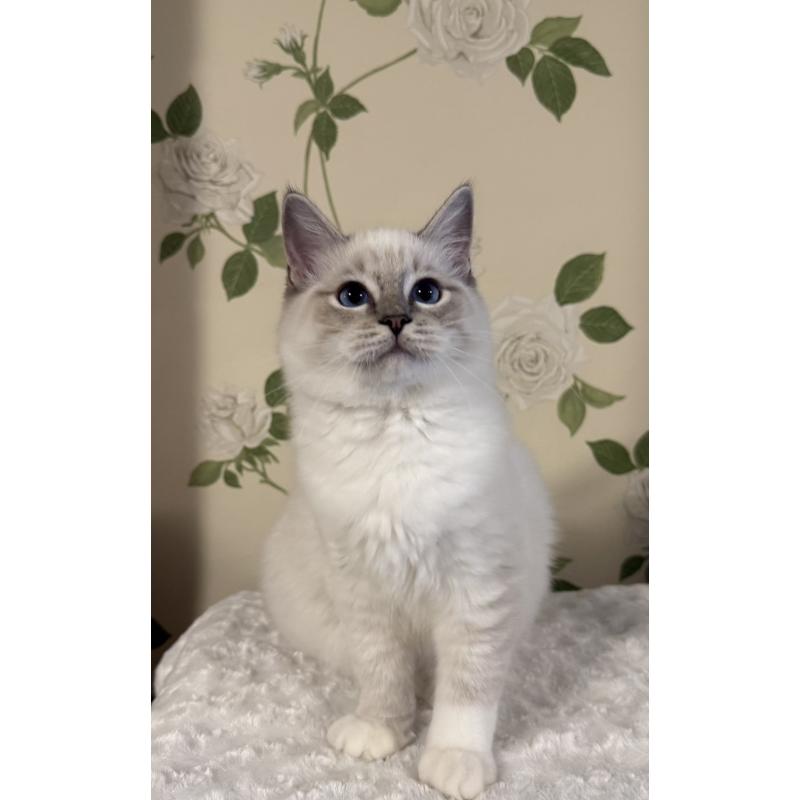 販売中の愛知県のラグドール-136923の6枚目