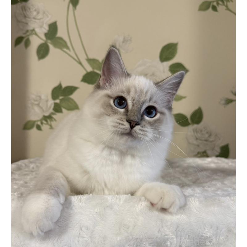 販売中の愛知県のラグドール-136923の4枚目