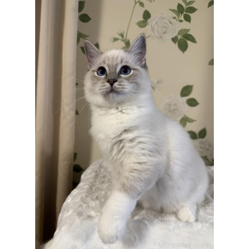 販売中の愛知県のラグドール-136923の3枚目