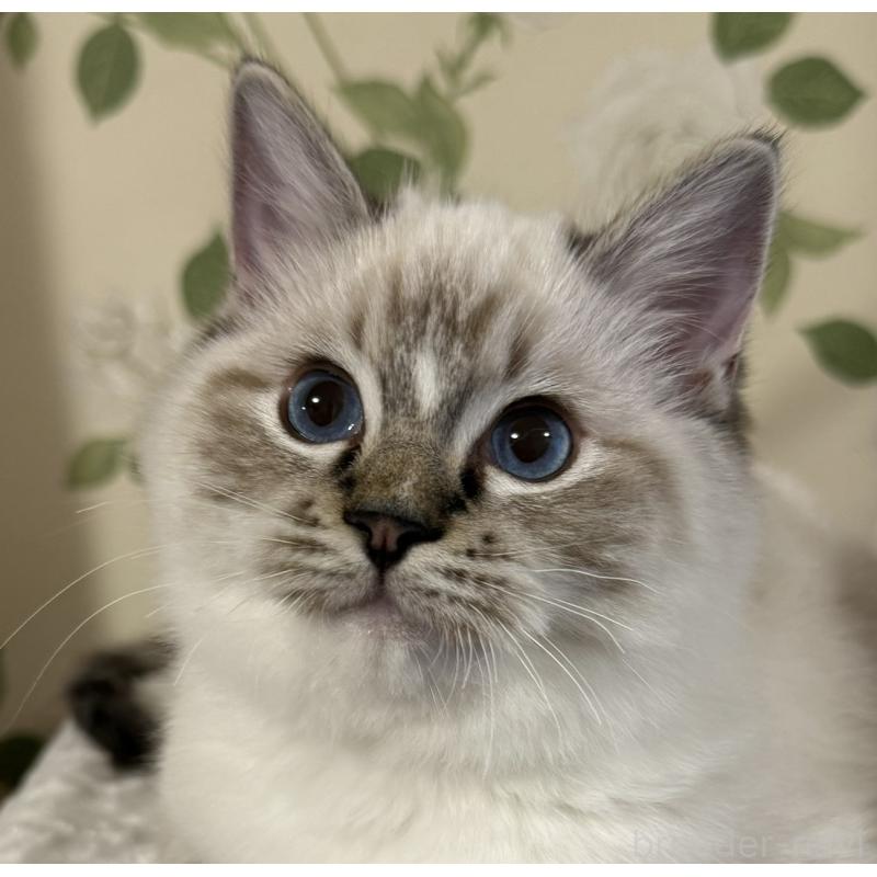 販売中の愛知県のラグドール-136924