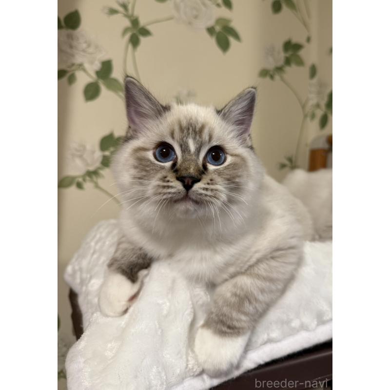 販売中の愛知県のラグドール-136924の8枚目