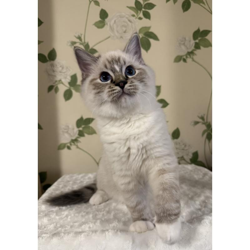 販売中の愛知県のラグドール-136924の7枚目