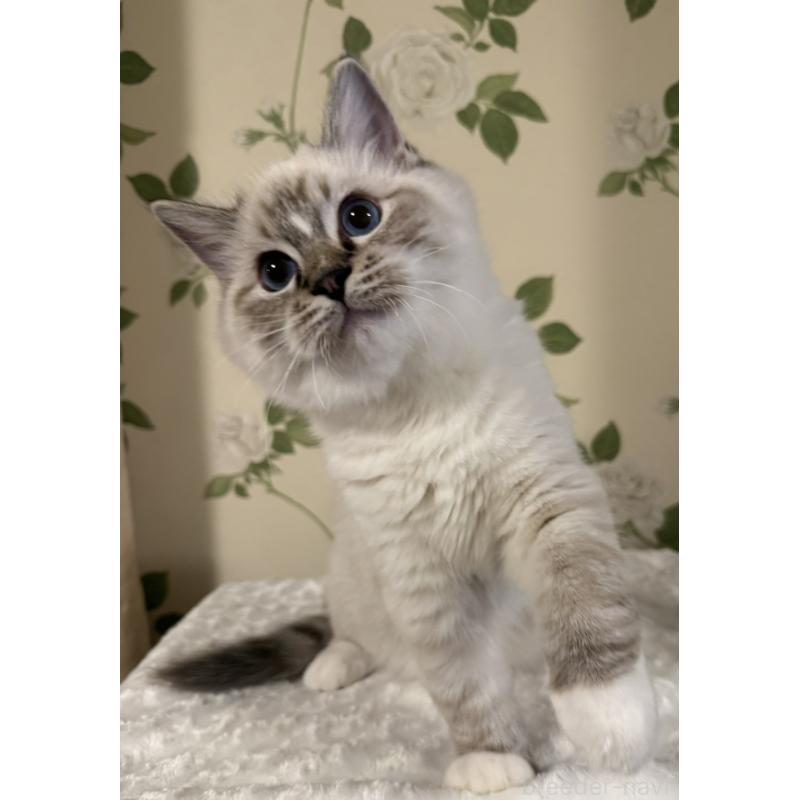 販売中の愛知県のラグドール-136924の6枚目