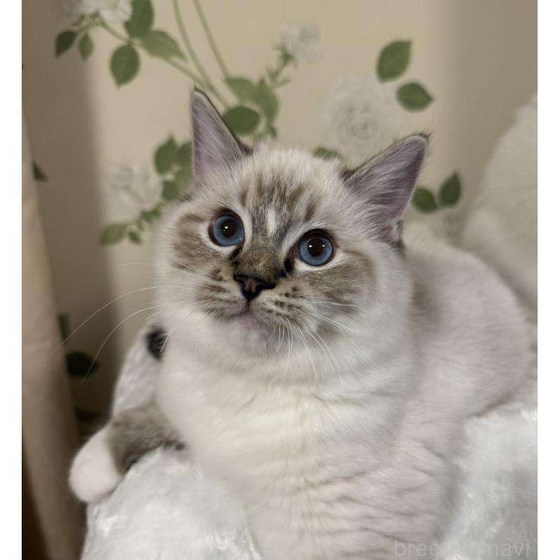 販売中の愛知県のラグドール-136924の5枚目