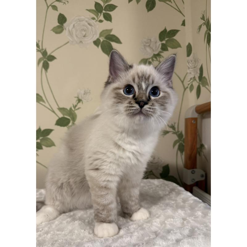 販売中の愛知県のラグドール-136924の4枚目