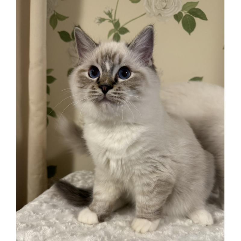 販売中の愛知県のラグドール-136924の3枚目