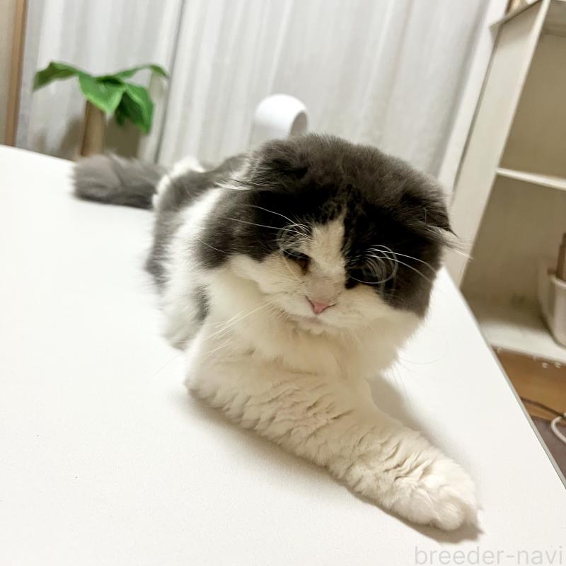 カッカくんくん1枚目