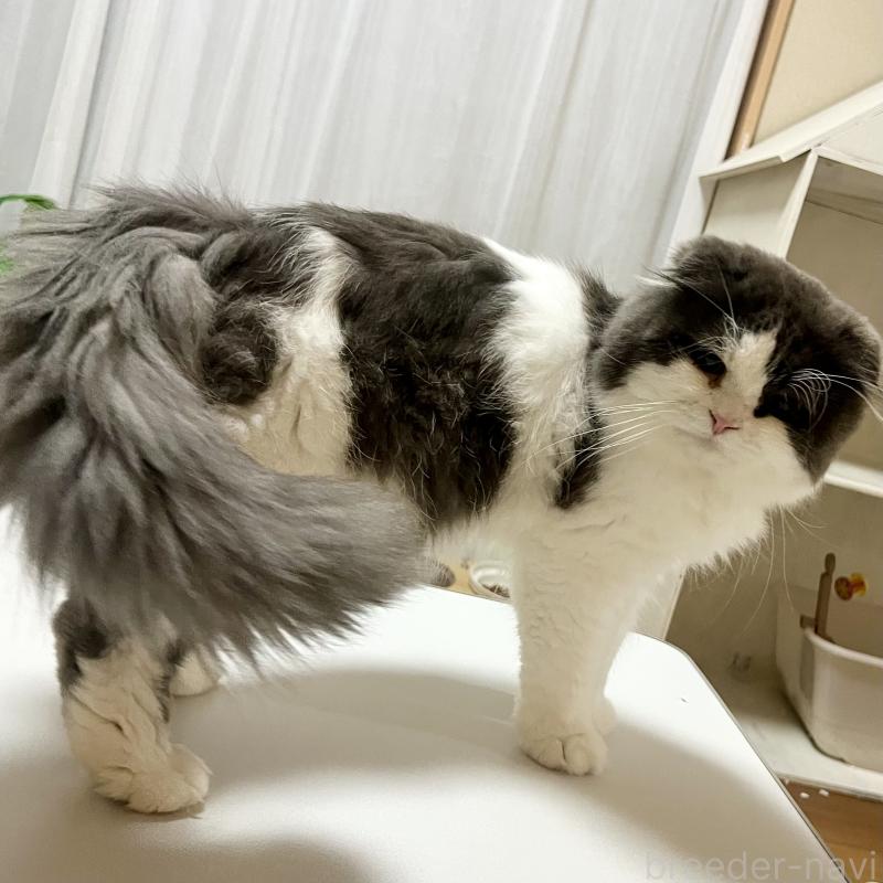 カッカくんくん1枚目