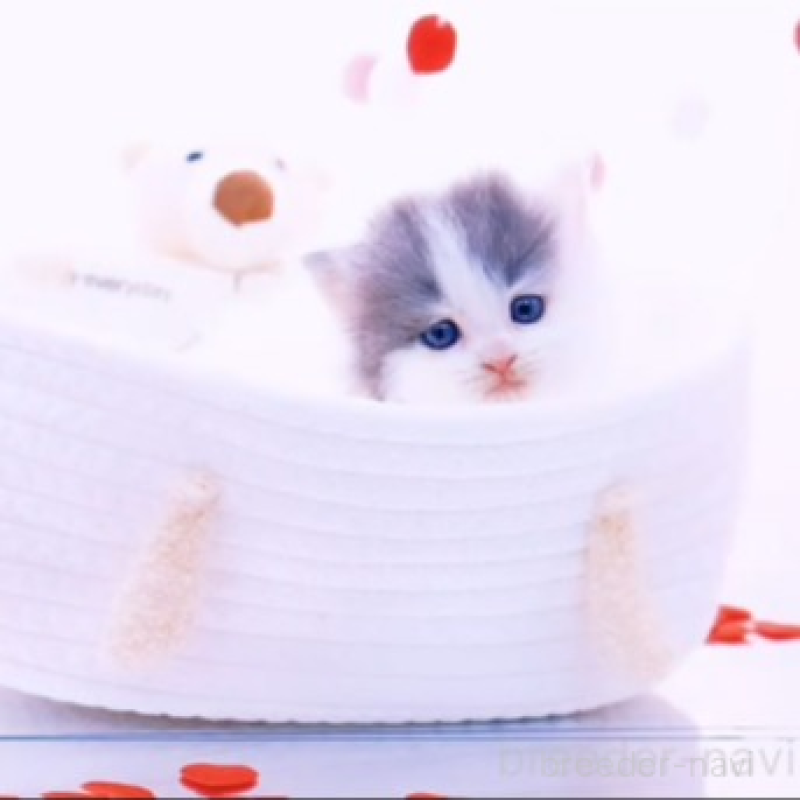 販売中の岐阜県のラガマフィン-136926の4枚目