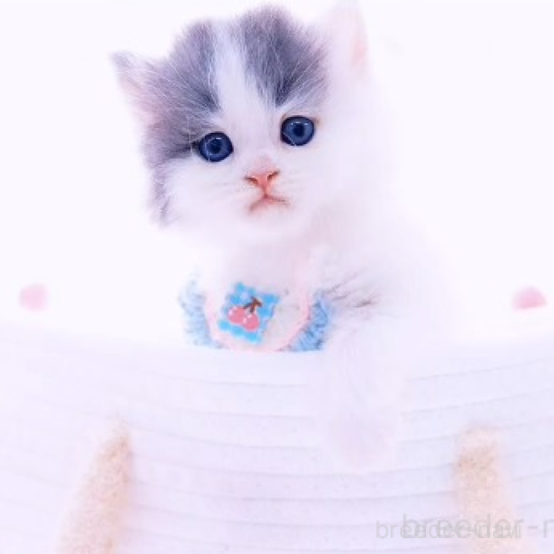 販売中の岐阜県のラガマフィン-136926の3枚目