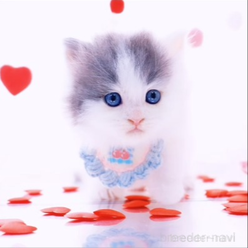 販売中の岐阜県のラガマフィン-136926の2枚目