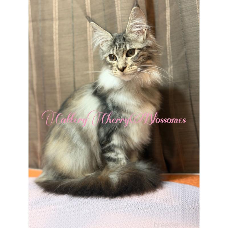 販売中の神奈川県のメインクーン-136933の8枚目