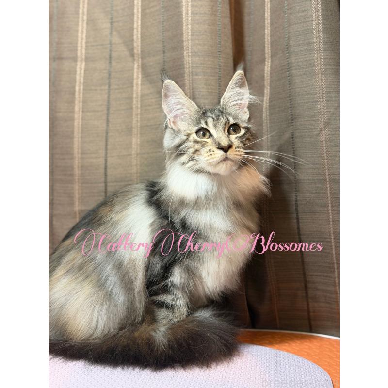 販売中の神奈川県のメインクーン-136933の7枚目