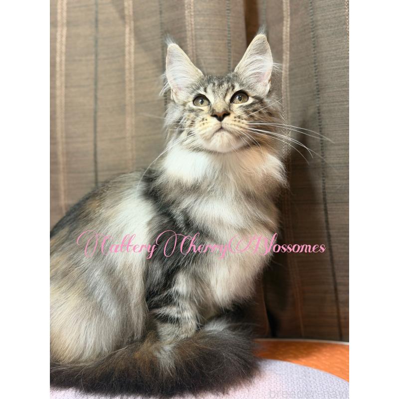 販売中の神奈川県のメインクーン-136933の6枚目