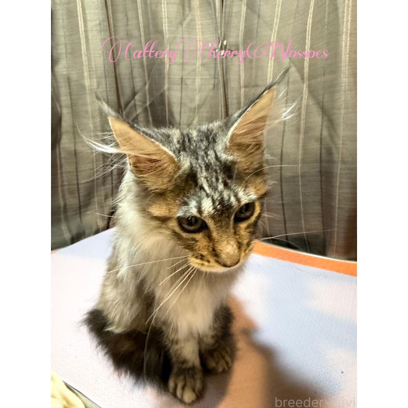 販売中の神奈川県のメインクーン-136933の2枚目