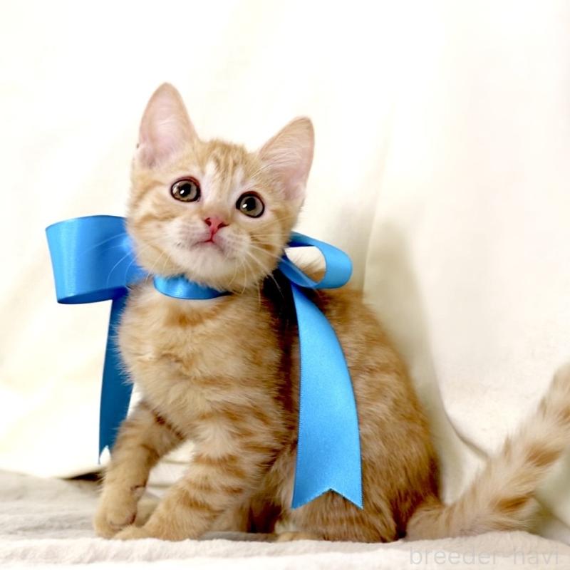 販売中の栃木県のマンチカン-136932の7枚目