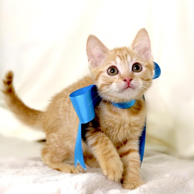 販売中の栃木県のマンチカン-136932の4枚目