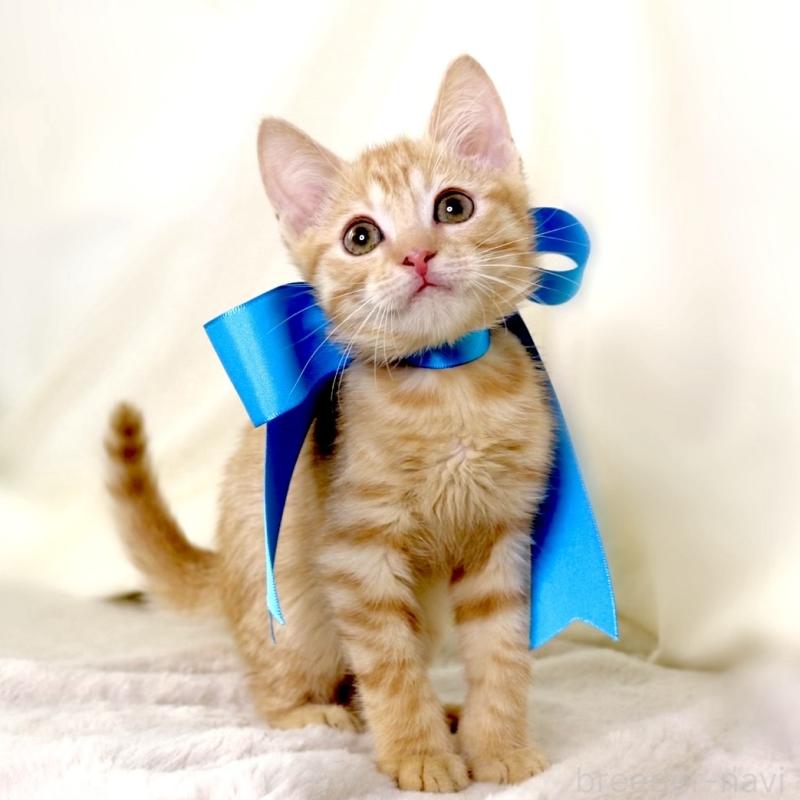 販売中の栃木県のマンチカン-136932の2枚目