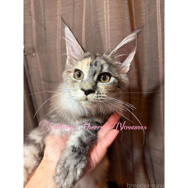 販売中の神奈川県のメインクーン-136934の12枚目